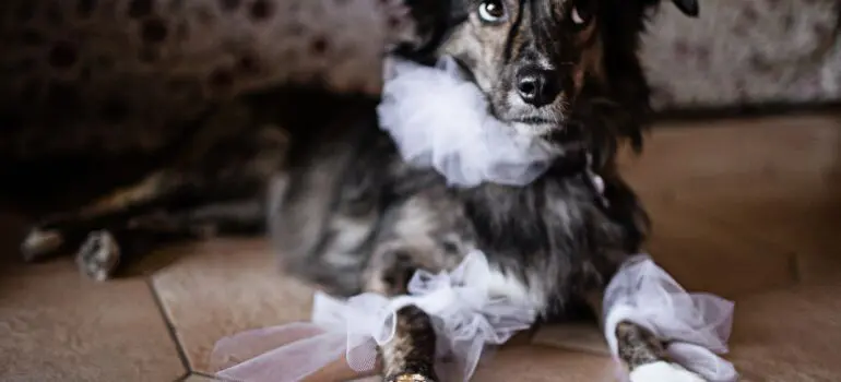 fotografo animali matrimonio roma