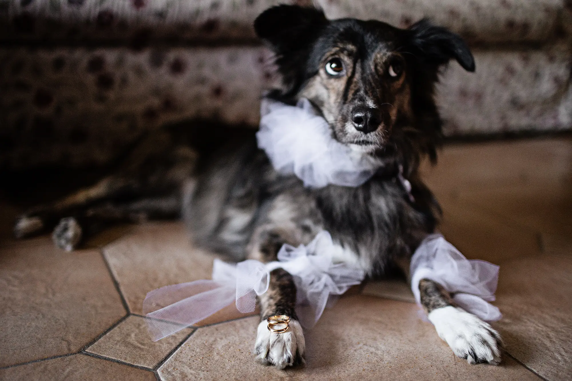 fotografo animali matrimonio roma